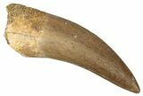 Fossil Plesiosaur (Zarafasaura) Tooth - Morocco #344221-1